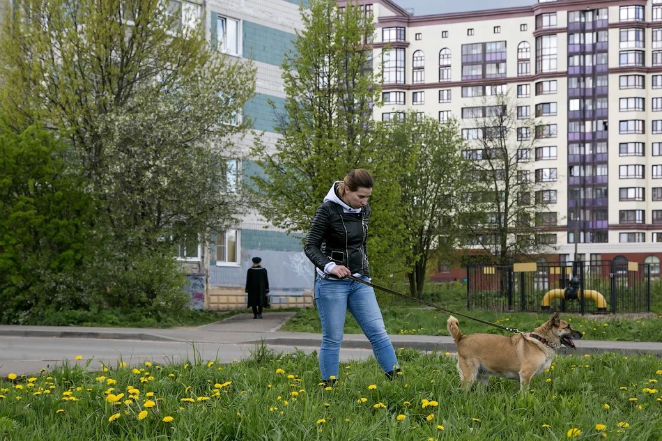 Все собаки делают это