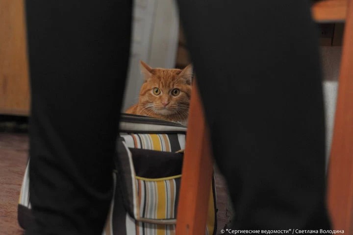 Проголосуй за мартовского кота