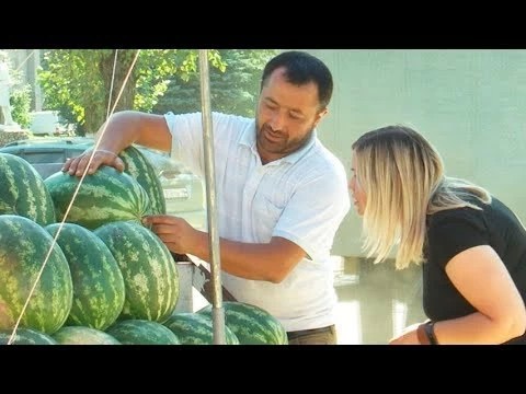 Как выбрать арбуз и дыню