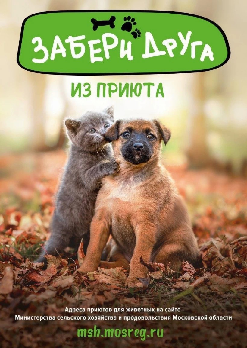 Возьми питомца из приюта