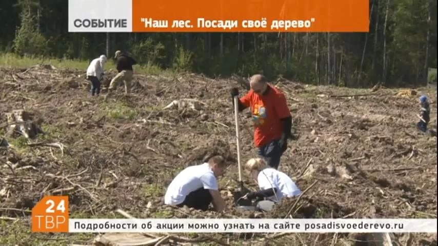 В Сергиево-Посадском районе определены 20 участков для акции «Наш лес. Посади своё дерево»