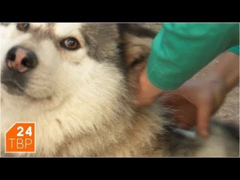В Богородском поголовно прививают домашних животных