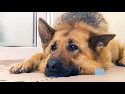 Символ года – собака!