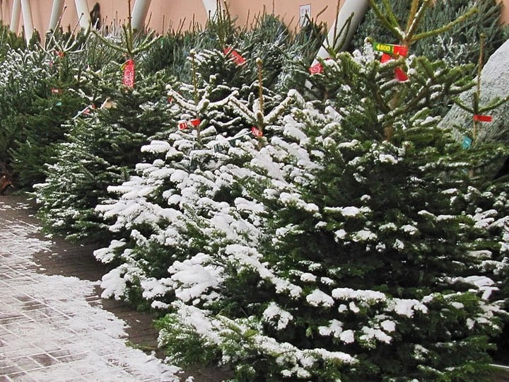 Продажи новогодних елок в Подмосковье стартуют 15 декабря