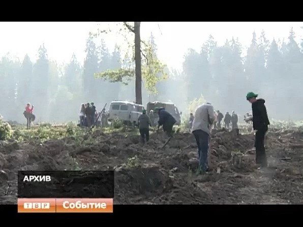 В рамках акции "Наш лес. Посади свое дерево" в Подмосковье посадят более 1,5 миллионов деревьев