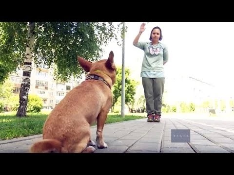 Большой умница маленький чихуахуа