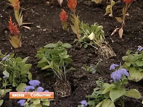 Цветы украли