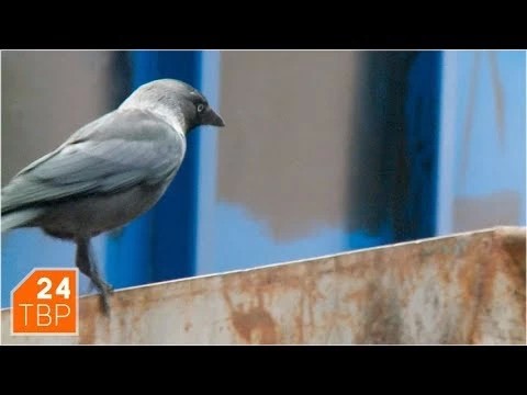 Прохожий ускоряет шаг