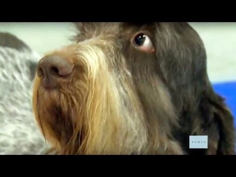Спиноне итальяно – собака с человеческим лицом