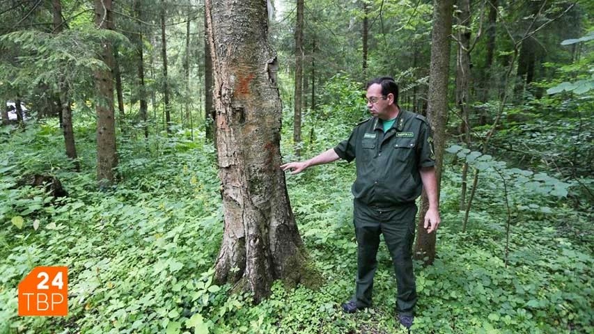 В лесничестве Сергиево-Посадского округа продолжается работа по вырубке аварийных деревьев