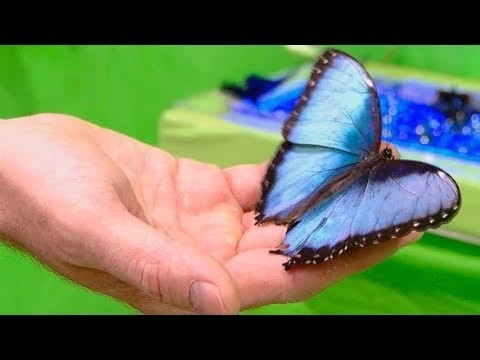 Самые-самые бабочки мира прилетели в Сергиев Посад