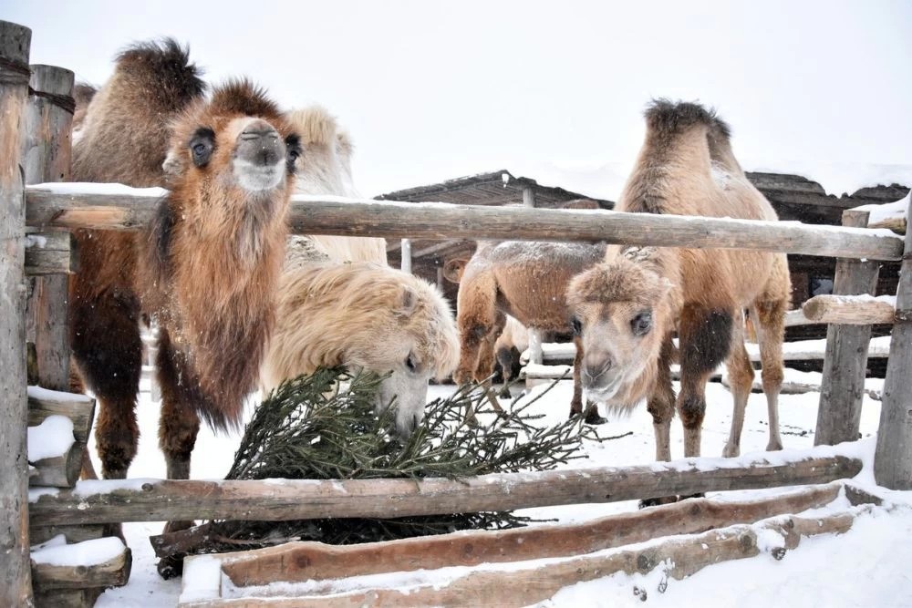 Новогодние ёлки сергиевопосадцев скормили верблюдам