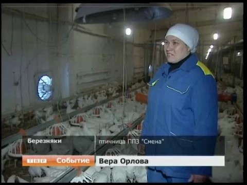 Она умеет найти подход даже к курице
