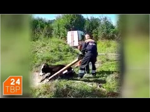 Спасатели ПСО-13 вытащили бычка из ямы в Парфёнове