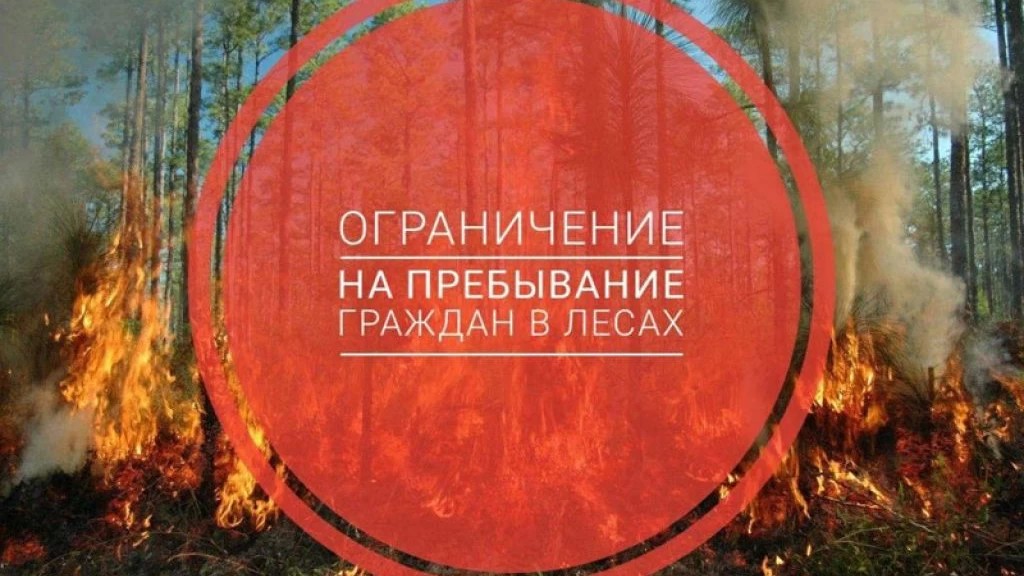 Введено ограничение пребывания граждан в лесах и въезда в них транспортных средств