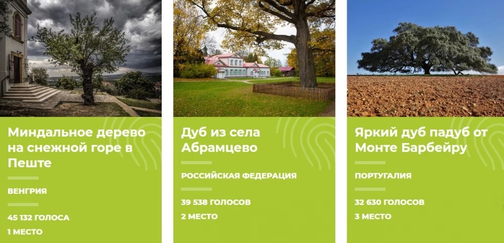 Абрамцевский дуб — на втором месте