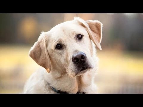 Компаньон детей лабрадор