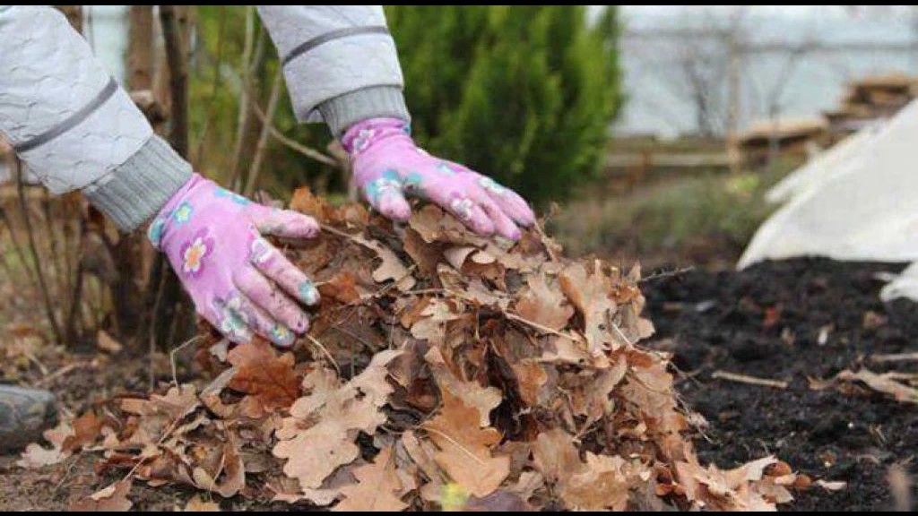 Почему листва и ветки не являются твёрдыми коммунальными отходами?