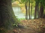 За рекой в тени деревьев