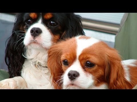 Лекарство от стресса – кавалер кинг чарльз спаниель