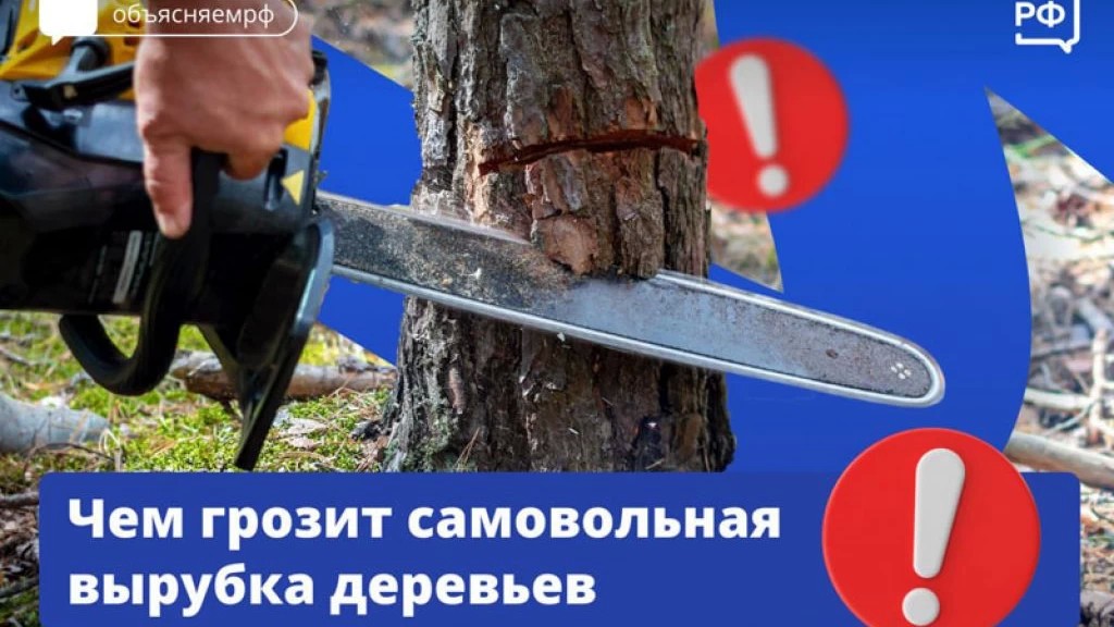 Что будет, если спилить дерево на даче?