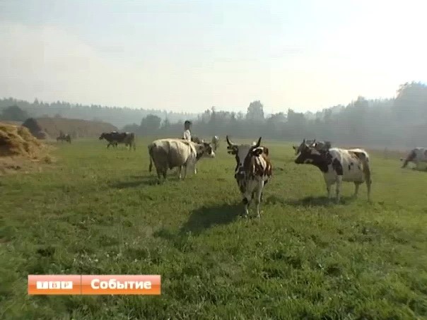 Как сельхозпредприятиям держаться на плаву в современных условиях?