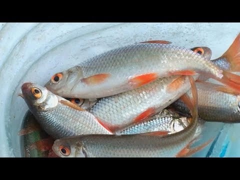 Соревнования рыбаков на Скитских увенчались коллективной ухой