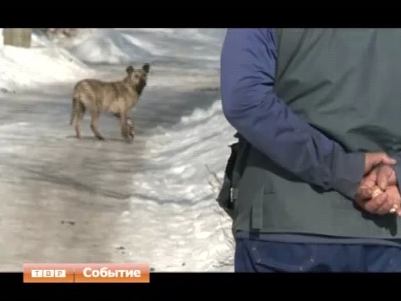 Почти каждый день в единую диспетчерскую службу администрации города поступают жалобы на бездомных собак