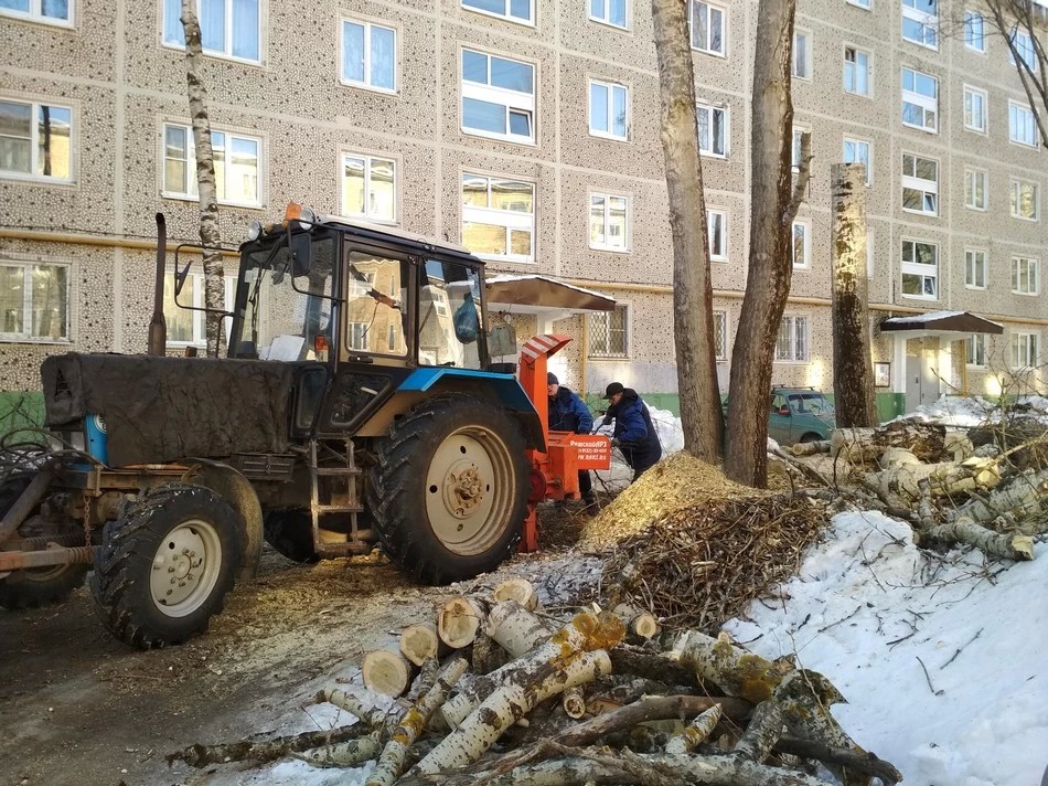 Спиливают старые деревья, посадят новые