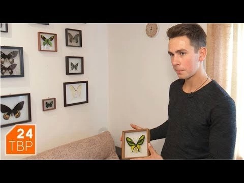 Жуки и бабочки Артёма Ульянова
