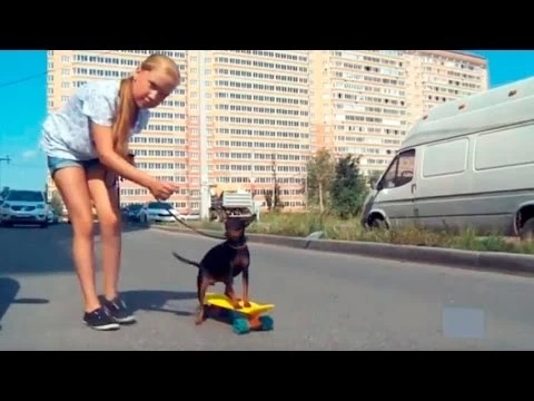 Ребёнок просит себе собаку, но живёт она в семье