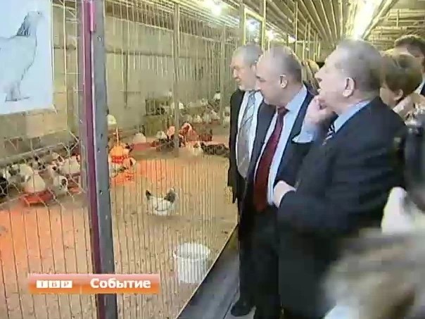 Кур - куры не клюют. В племптицезаводе “Конкурсный” открылся парк птиц