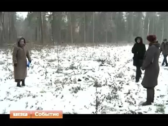 В лесу родились ёлочки. 80 гектаров леса посадили в Сергиево-Посадском районе в этом году