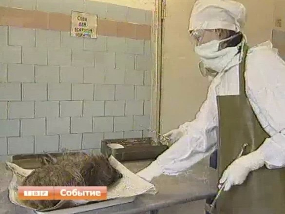В Сергиево-Посадском районе обнаружен случай бешенства у дикого животного