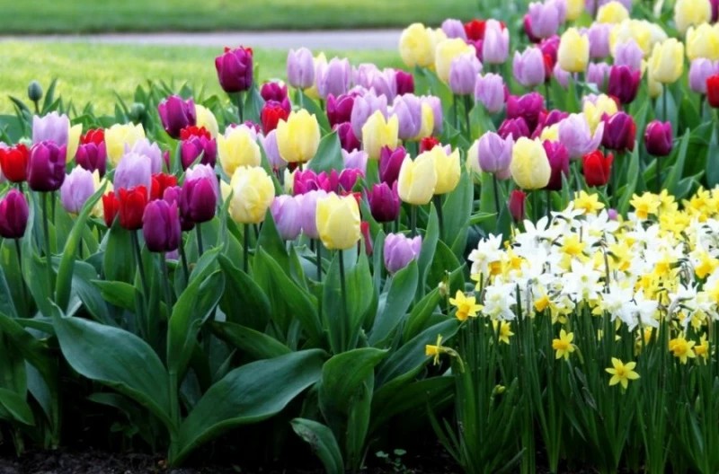 Весной в Подмосковье высадят более 6,5 млн цветов