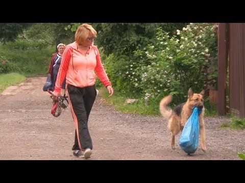 Четвероногая помощница