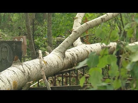 На Шараповском кладбище начинают ликвидацию последствий урагана