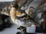 Украли чучело и ноутбук