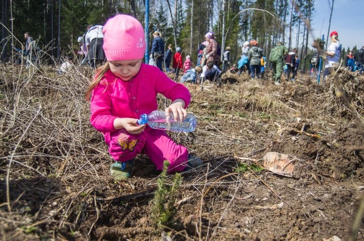 Лес в память о Великой Победе будут сажать в предстоящую субботу