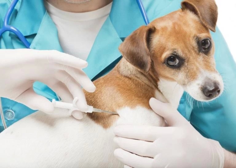 Администрация Сергиево-Посадского округа информирует о проведении бесплатной вакцинации мелких домашних животных против бешенства