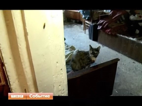 Насекомые заполонили квартиры