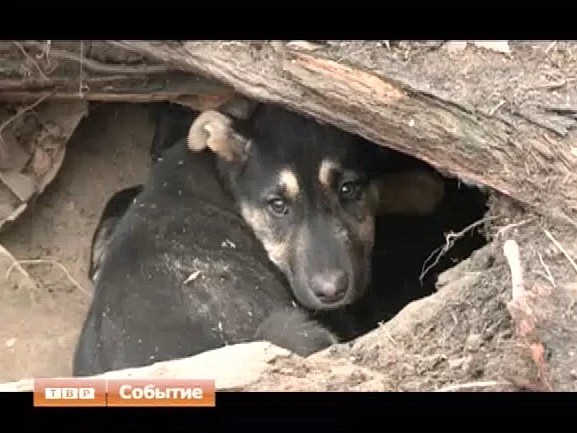 Жизнь собачья