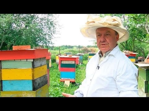 Владимир Чеканов: «Не пытайтесь сами прогнать рой – покусают пчёлы»