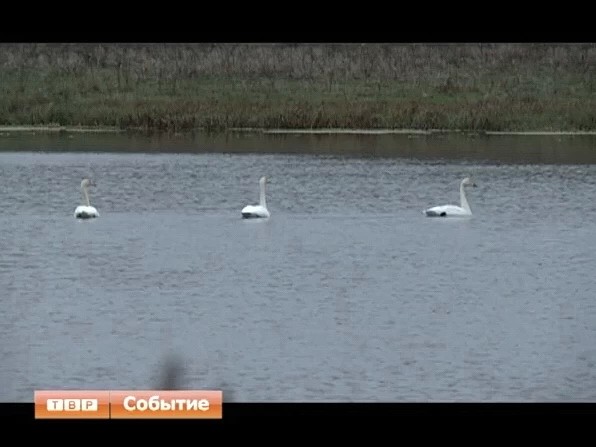 На водоёме близ деревни Шарапово впервые облюбовали себе ареал обитания три диких лебедя