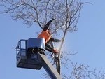 В Сергиевом Посаде спилят почти полтысячи аварийных деревьев
