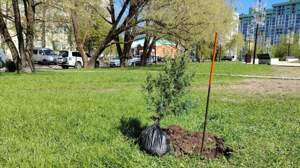 Можжевельник высажен на бульваре Кузнецова
