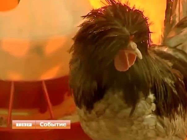 Меховые куры в Сергиевом Посаде
