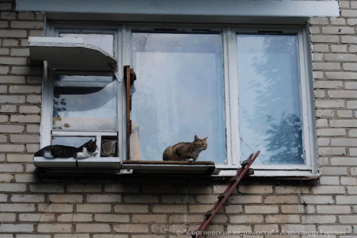 Случайный фоторепортаж: лестница для котов