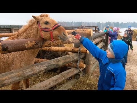 Дети встретили животных