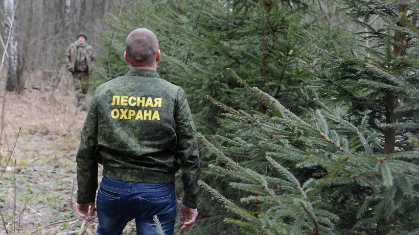 Краснозаводское лесничество проверило завод на правомерное лесопользование